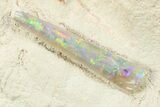 Pair of Opal Replaced Belemnite (Peratobelus) Fossils - Australia #298591-2